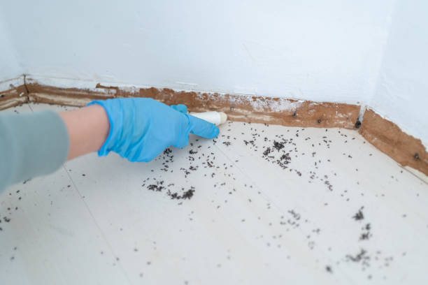 Best Pest Prevention Services  in Ridgely, MD